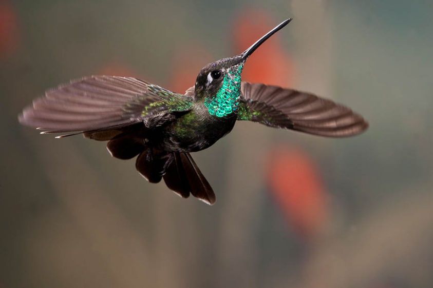 Magnificent (Rivoli's)  Hummingbird
