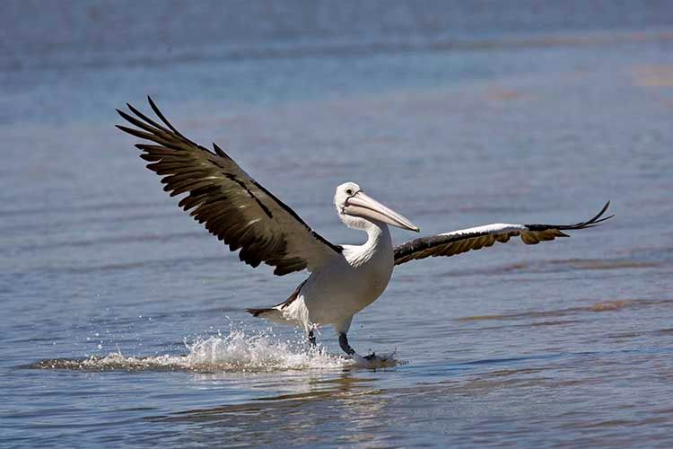 1austrailianpelican.jpg