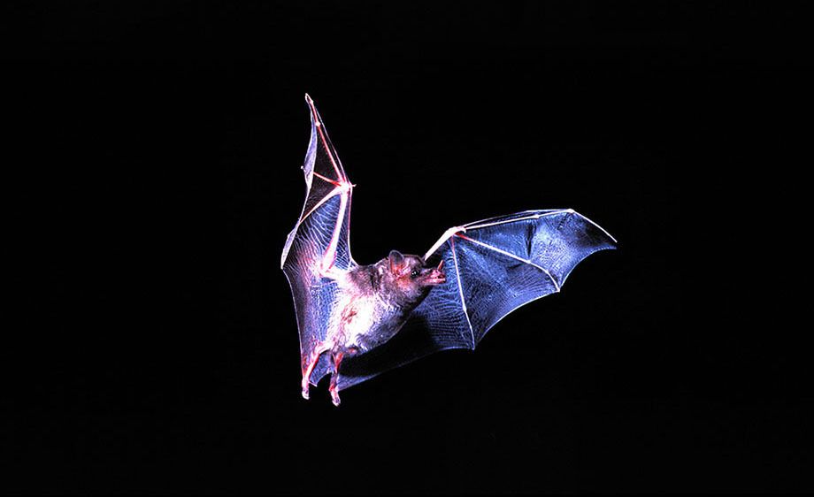Lesser Long-nosed Bat