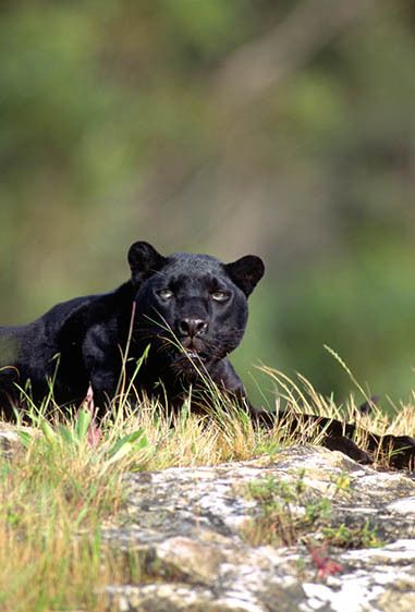 Black Leopard
