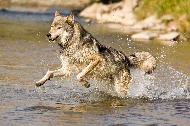 Gray Wolf Running