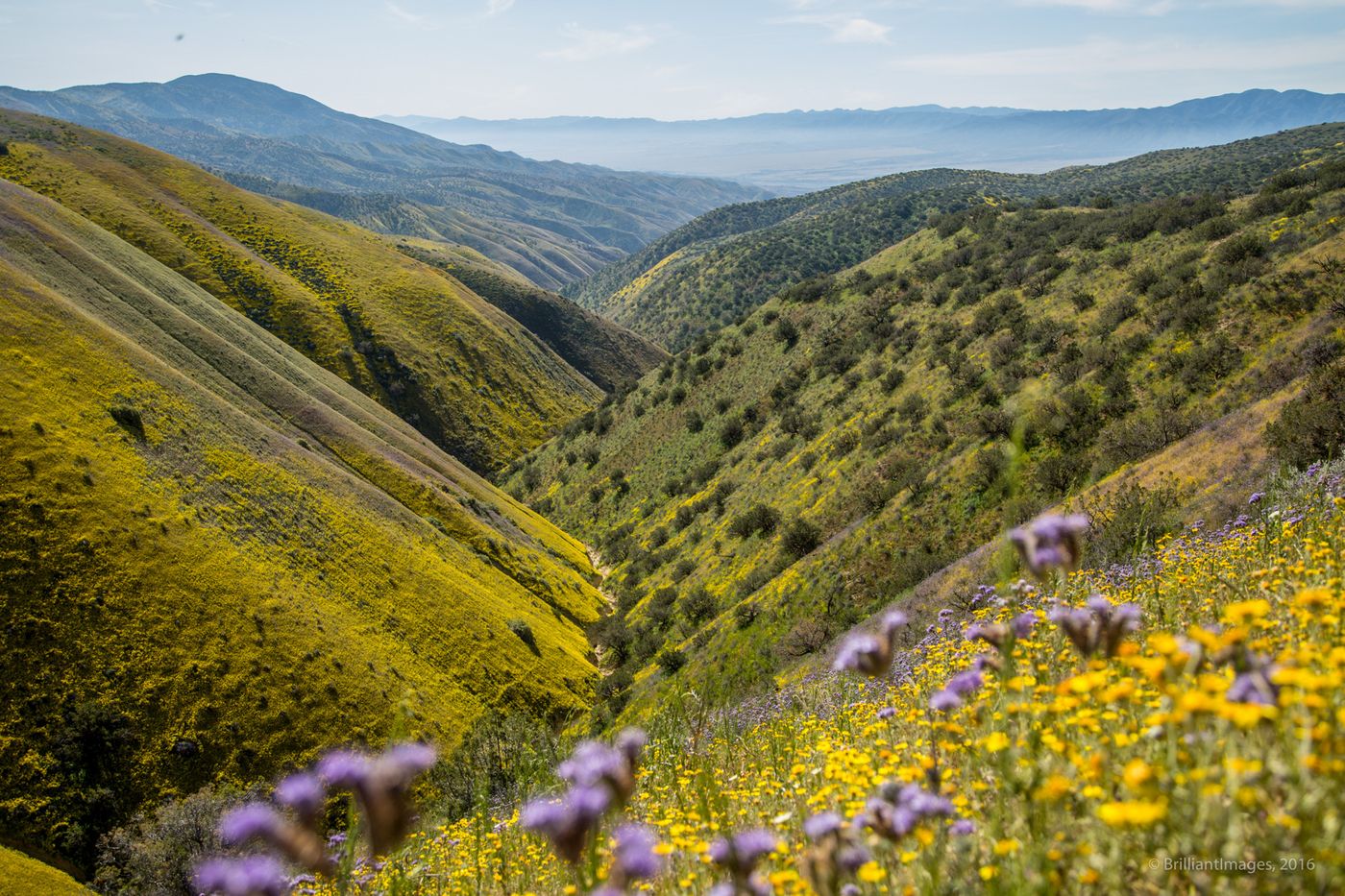 carrizo-plain-7312.jpg