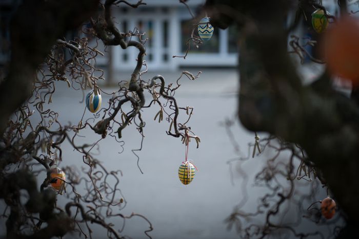 Coloured eggs hang from a tree in a Germany town where Sarah has moved after being released from Islamic State (IS) captivity in Iraq.
