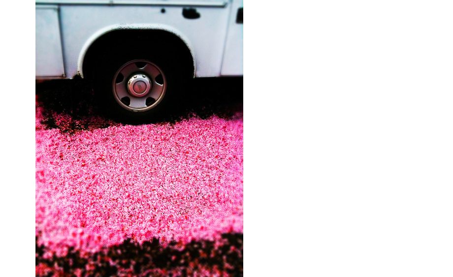 If it rained flower petals...Spring in Seattle. Camera Phone: iPhone 3Gs