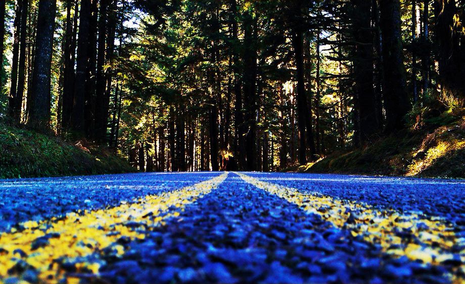 Hoh Rainforest National Park in the off season.Camera Phone: HTC Touch HD