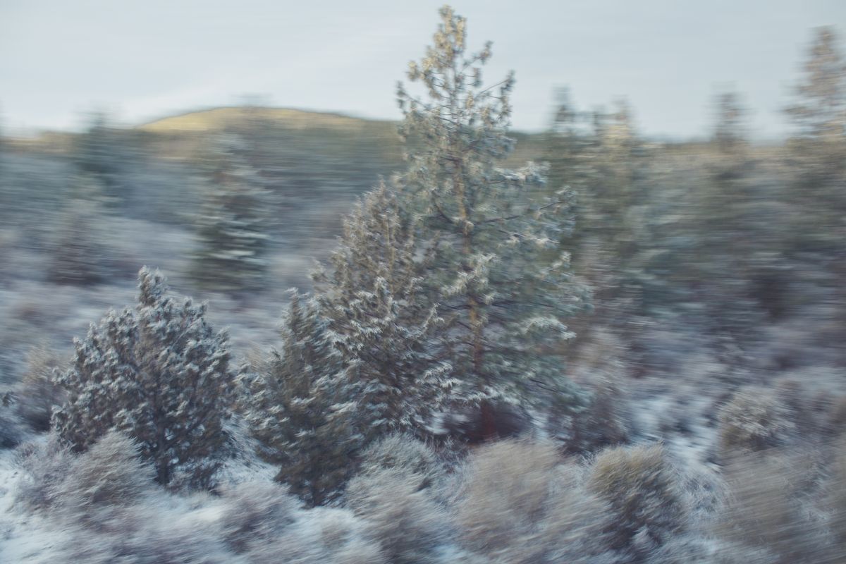 AMP_Trees_12_22_2018_0026-1.jpg