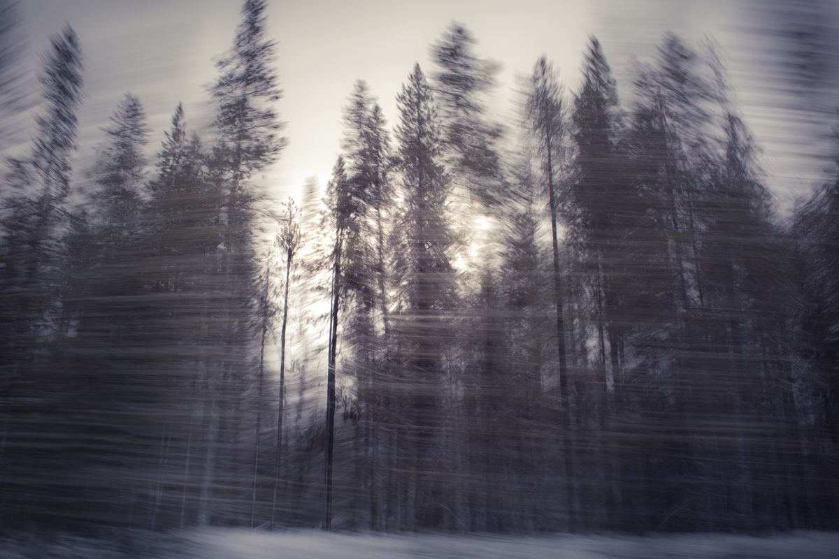 AMP_Trees_12_22_2018_0507-1.jpg