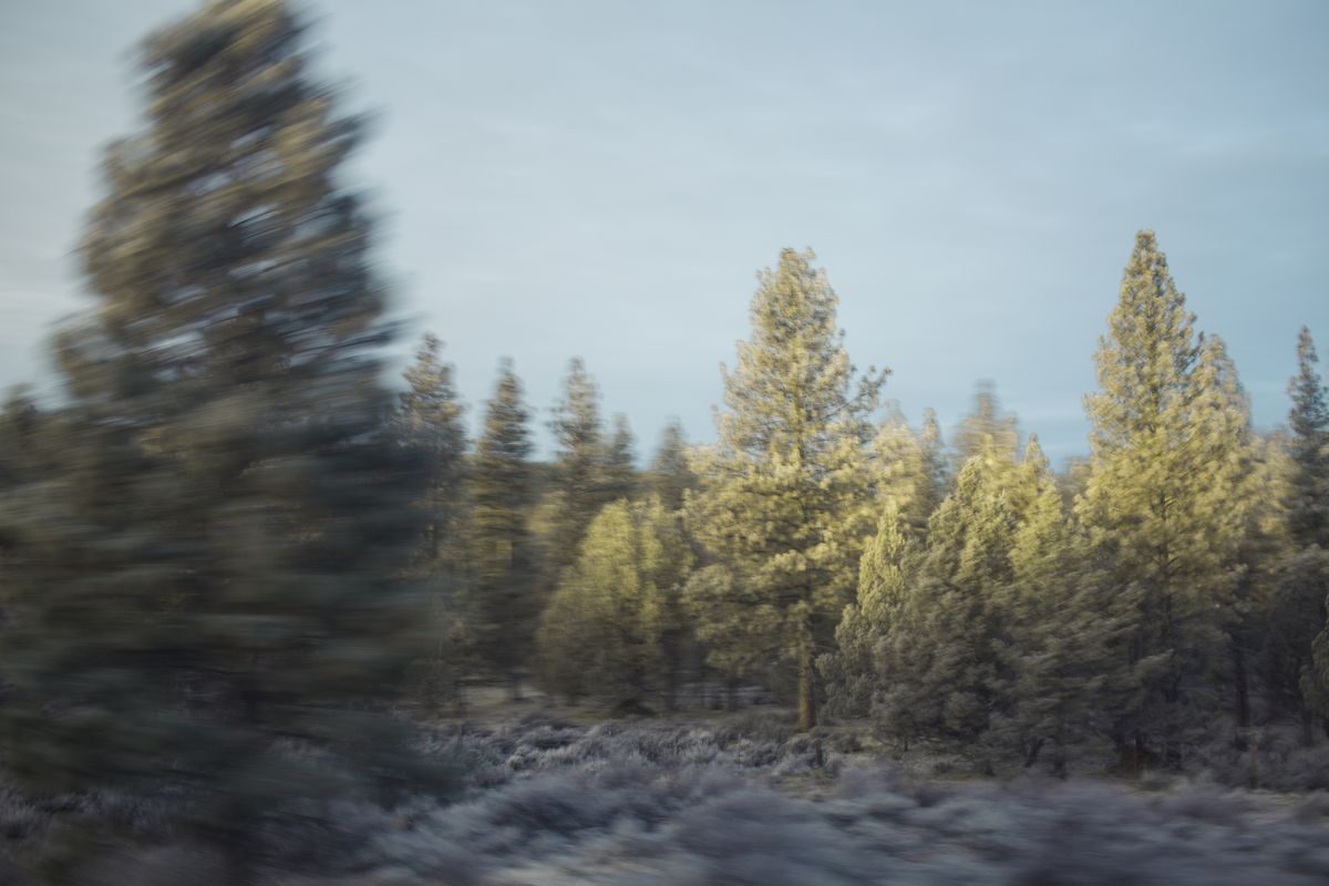 AMP_Trees_12_22_2018_0097-1.jpg