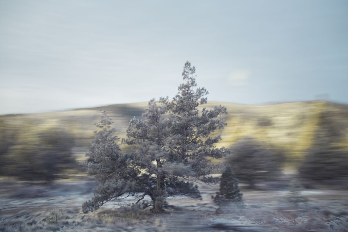 AMP_Trees_12_22_2018_0061-1.jpg