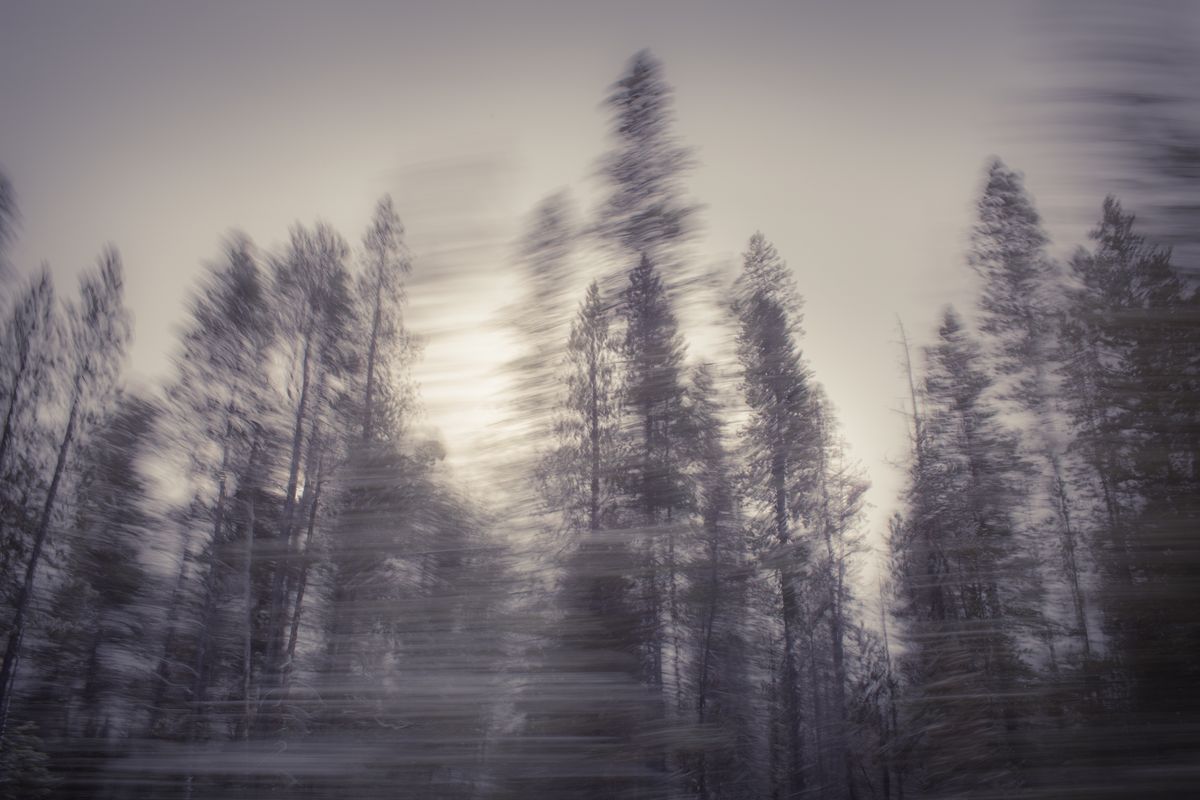 AMP_Trees_12_22_2018_0511-1.jpg