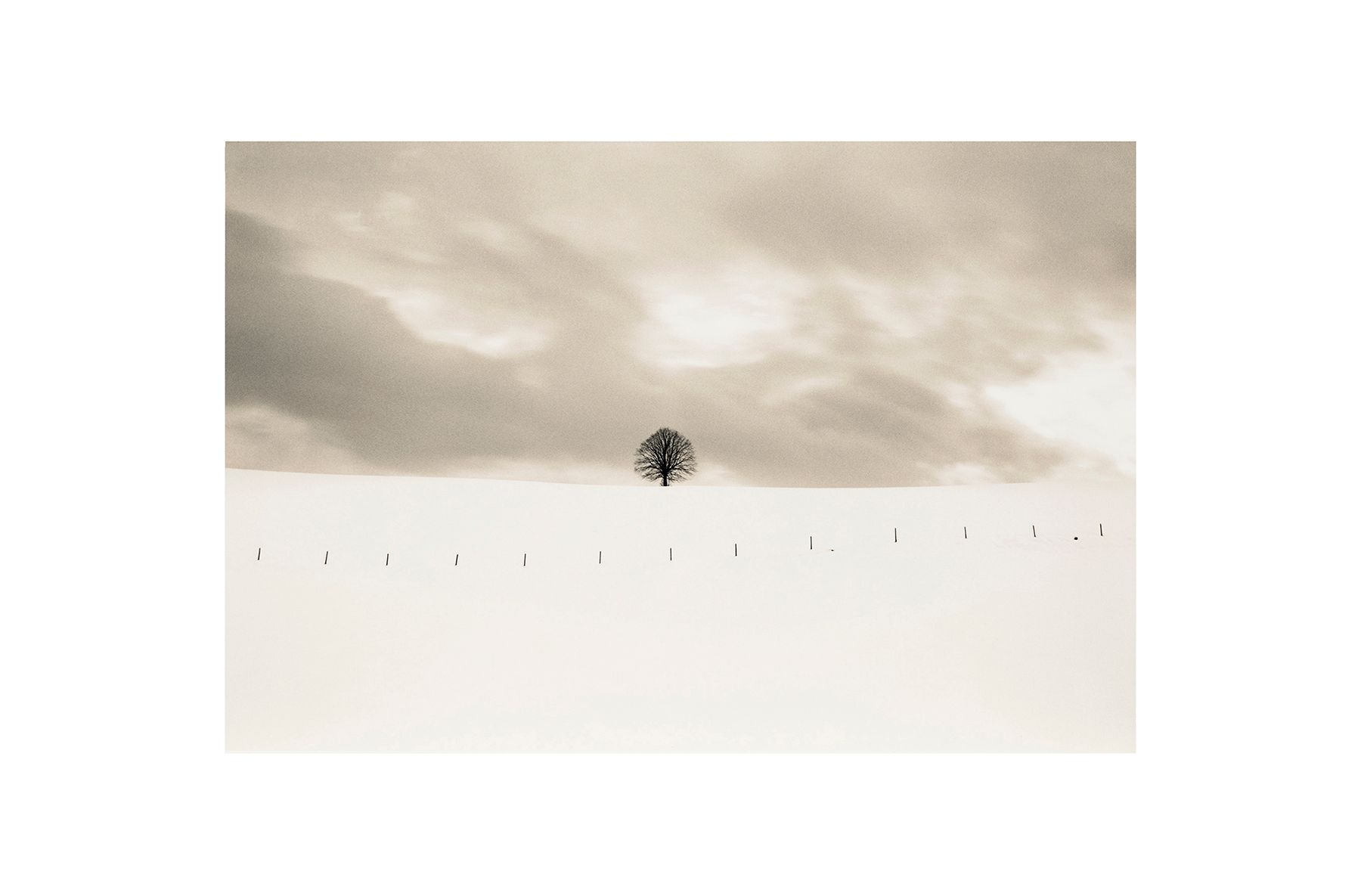 1r96_land_tree_big_wip1_copy.jpg