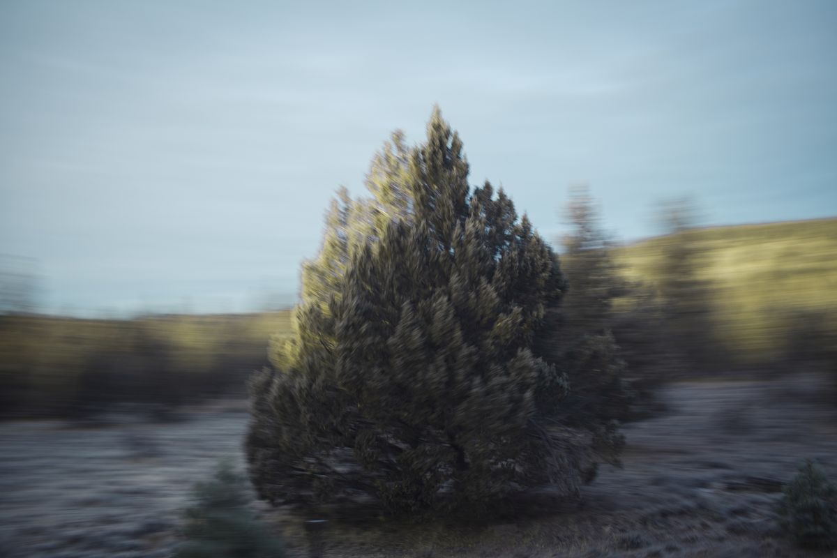 AMP_Trees_12_22_2018_0112-1.jpg