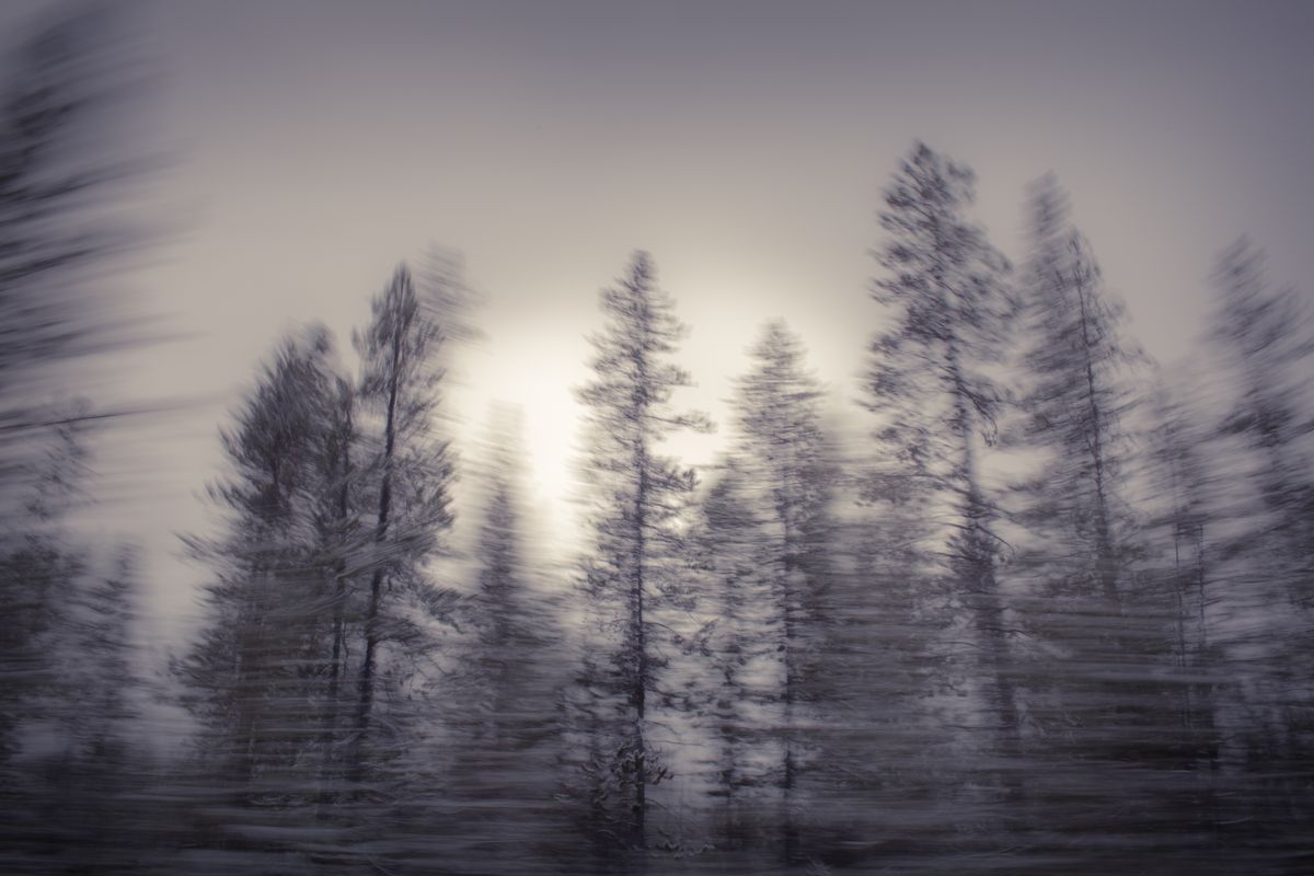 AMP_Trees_12_22_2018_0512-1.jpg