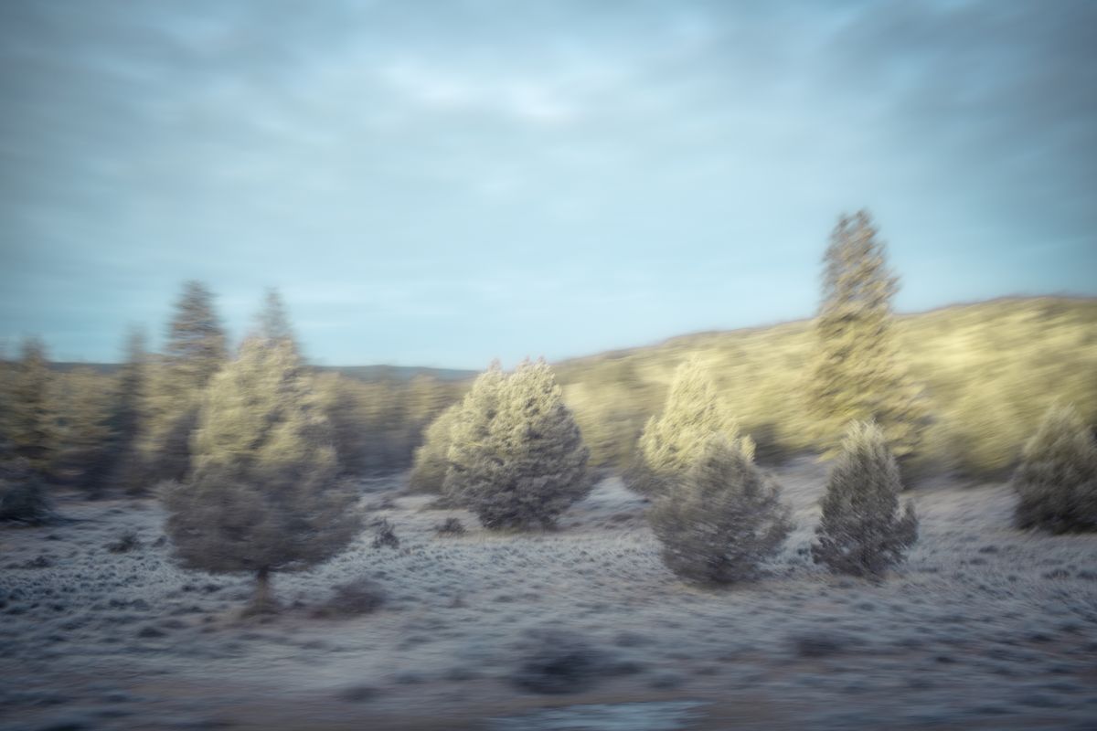 AMP_Trees_12_22_2018_0102-1.jpg