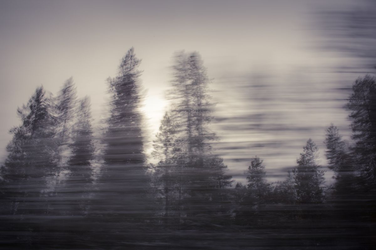 AMP_Trees_12_22_2018_0514-1.jpg
