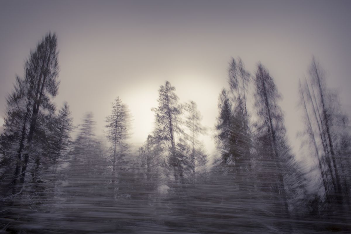 AMP_Trees_12_22_2018_0513-1.jpg