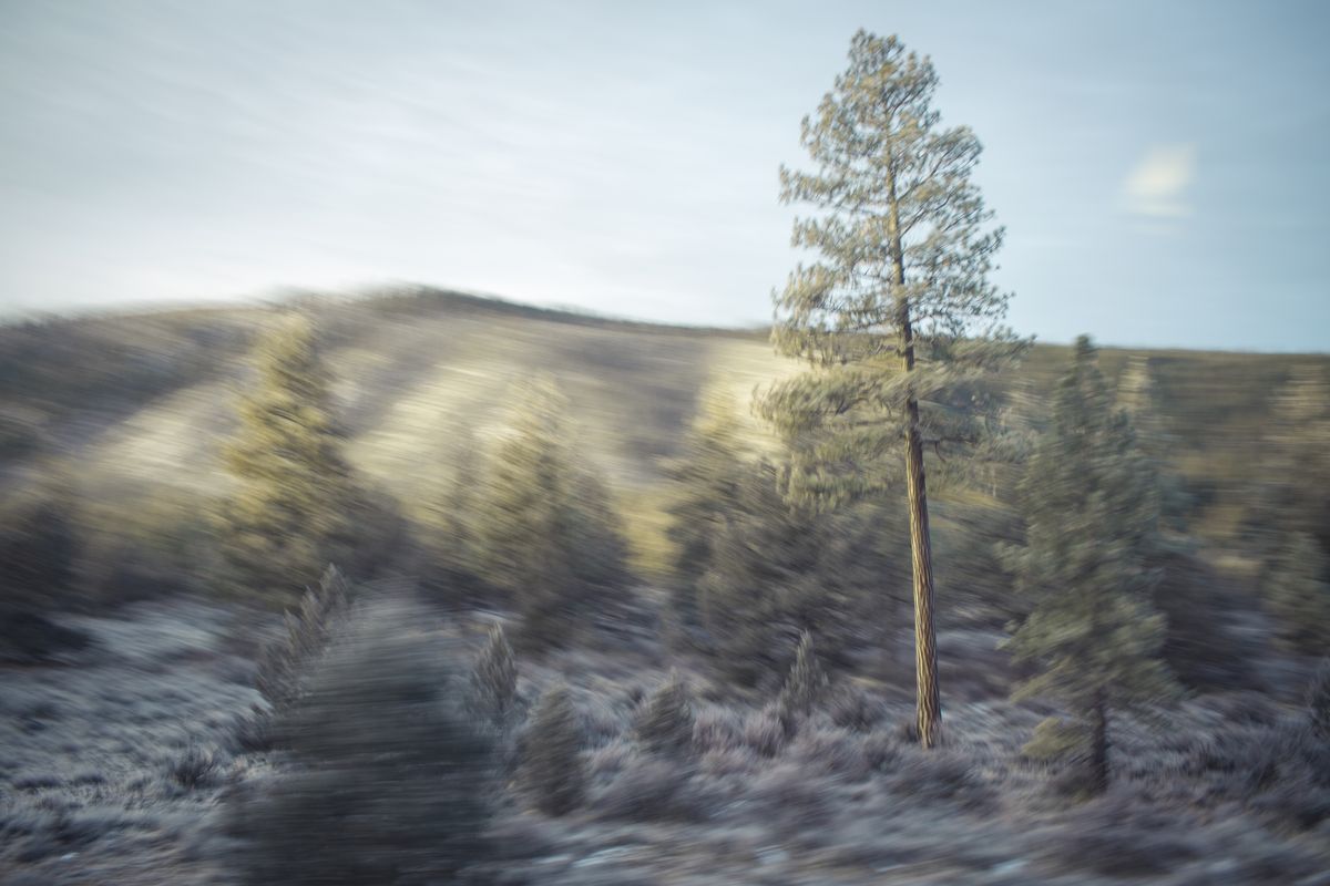 AMP_Trees_12_22_2018_0082-1.jpg