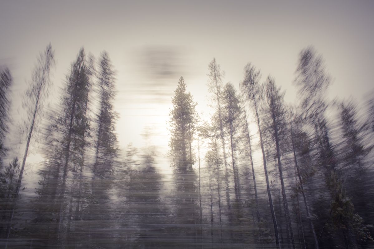 AMP_Trees_12_22_2018_0509-1.jpg