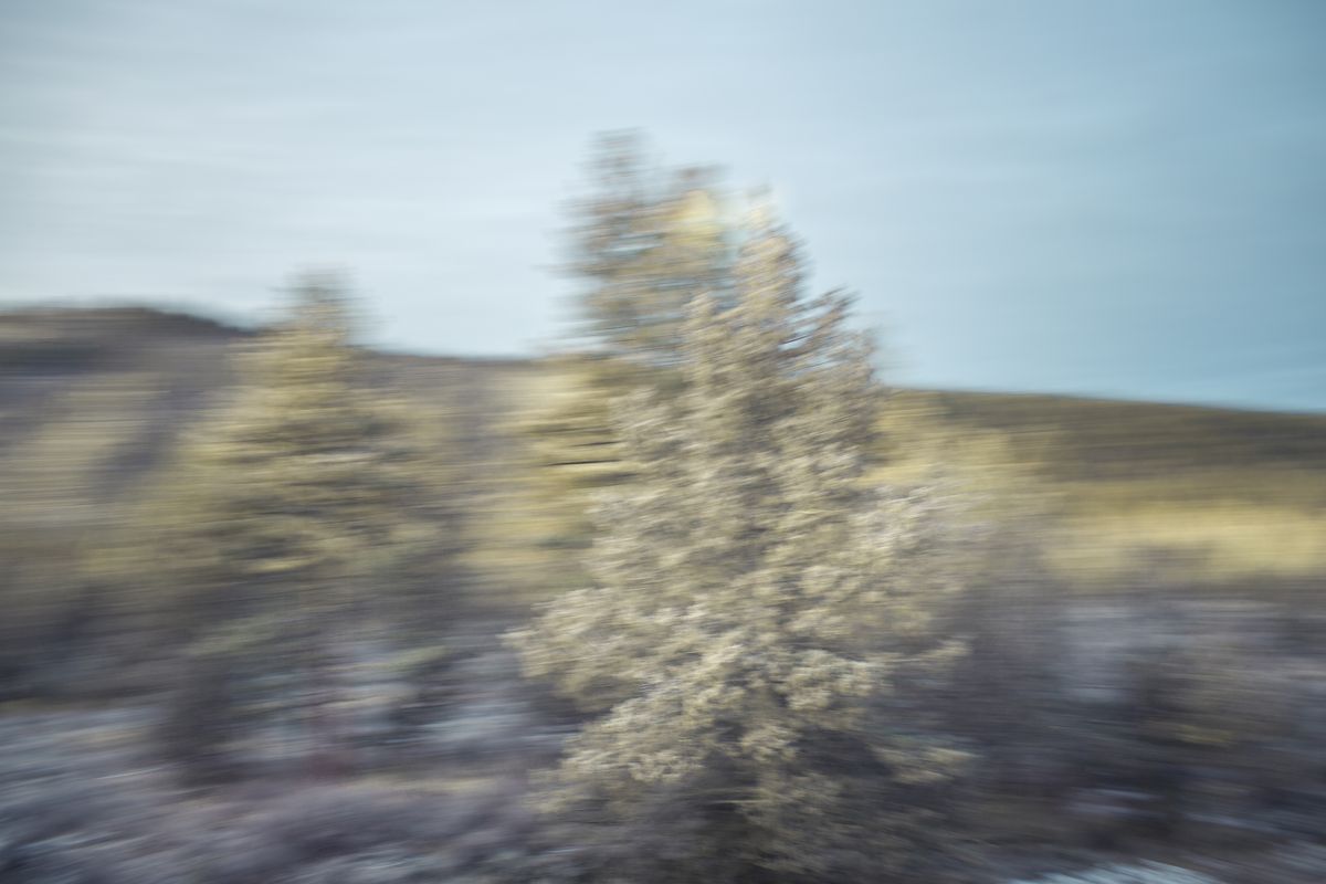 AMP_Trees_12_22_2018_0076-1.jpg