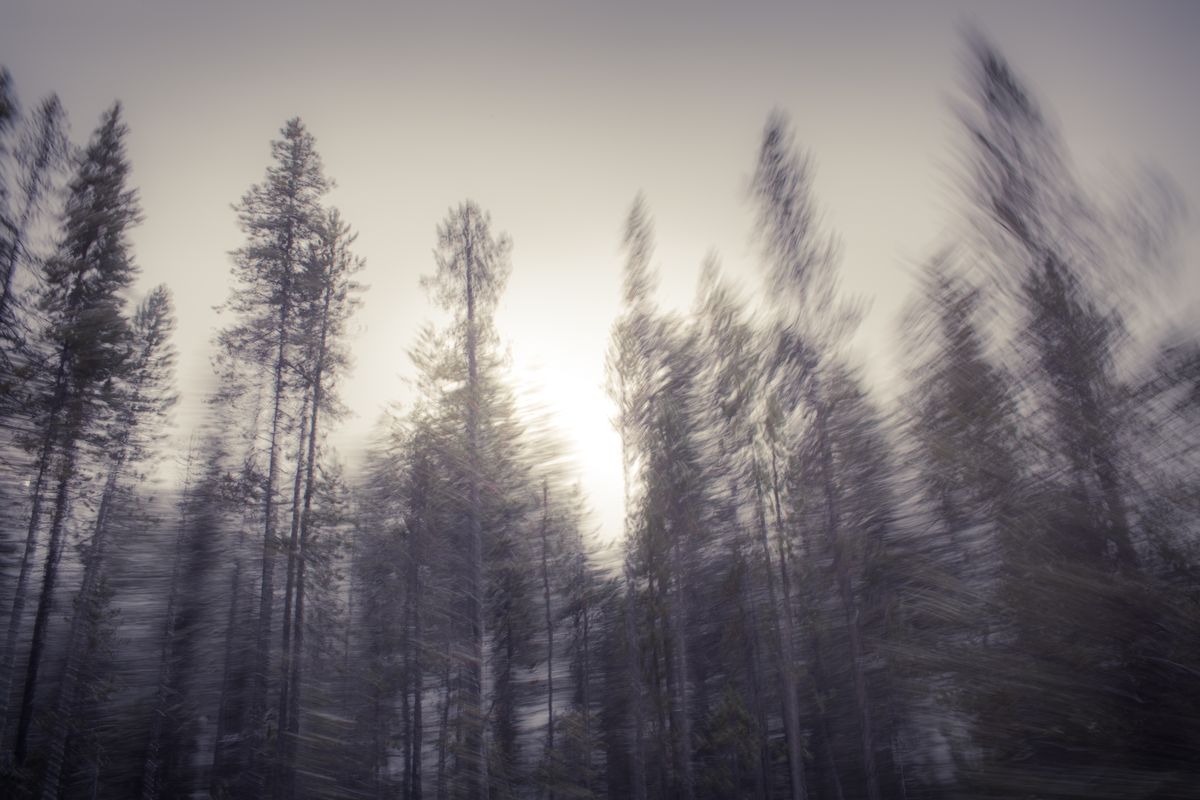 AMP_Trees_12_22_2018_0510-1.jpg
