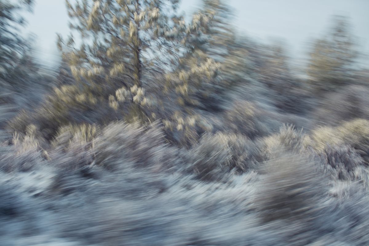 AMP_Trees_12_22_2018_0025-1.jpg