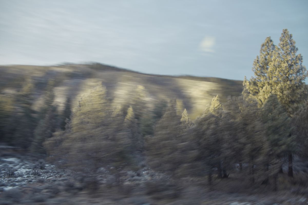 AMP_Trees_12_22_2018_0073 copy-1.jpg