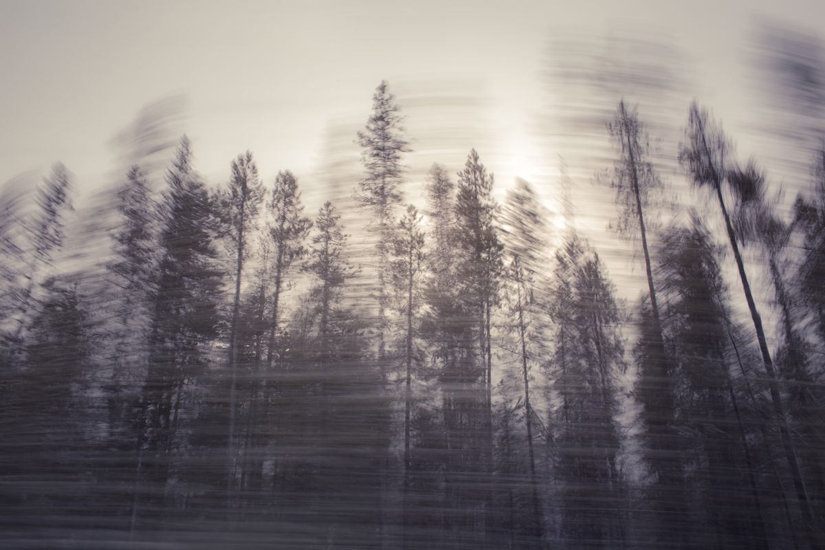 AMP_Trees_12_22_2018_0508-1.jpg