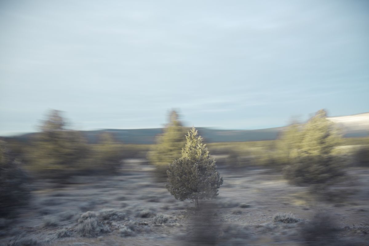 AMP_Trees_12_22_2018_0122-1.jpg