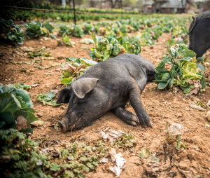 Screen Shot 2017-10-22 at 12.01.34 AM.png