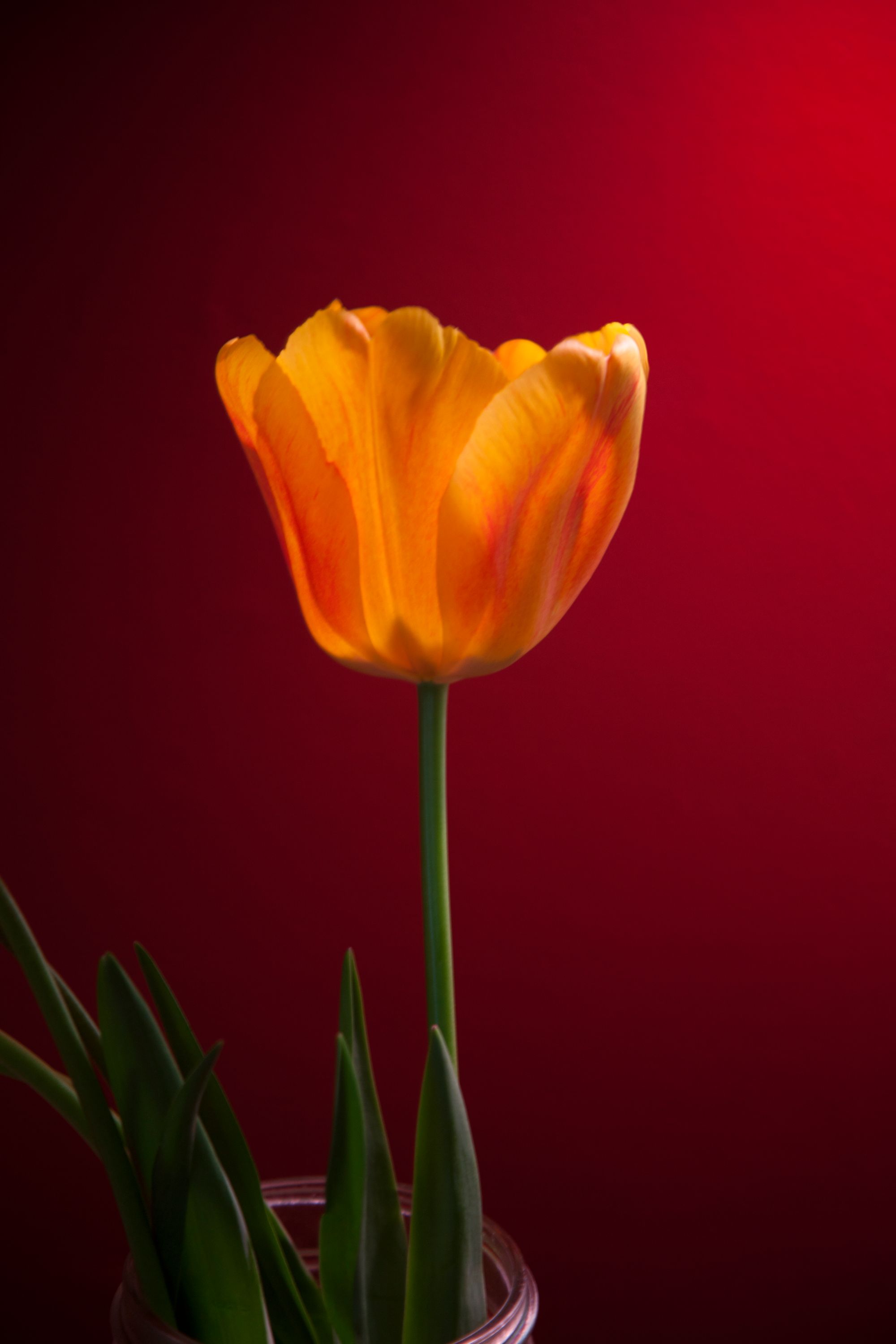 Tulip