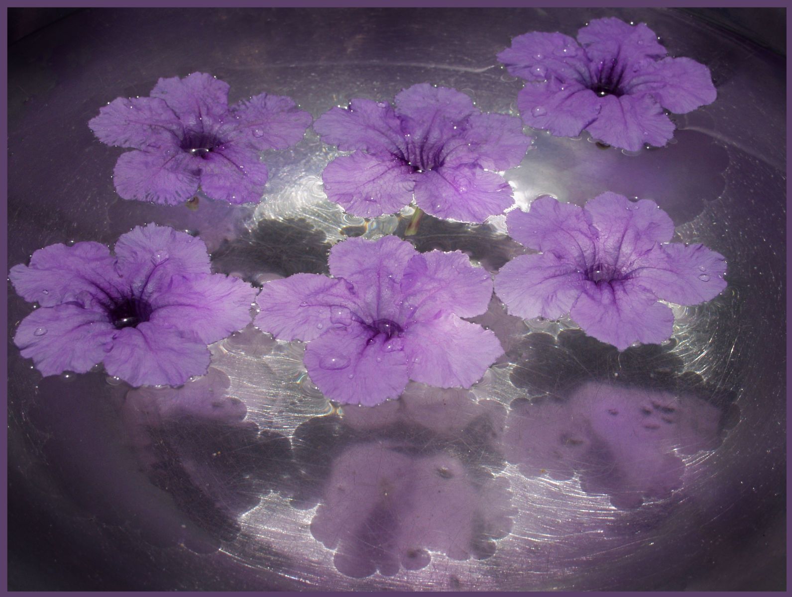 1tipurple_flowers_2