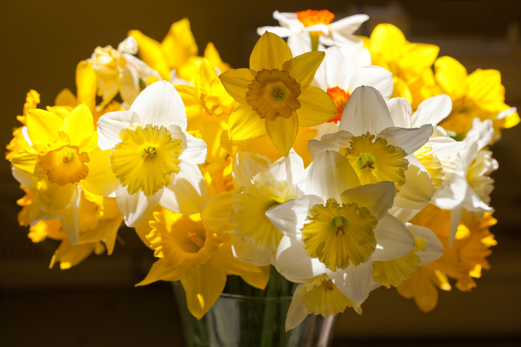 Daffodils in a Vase