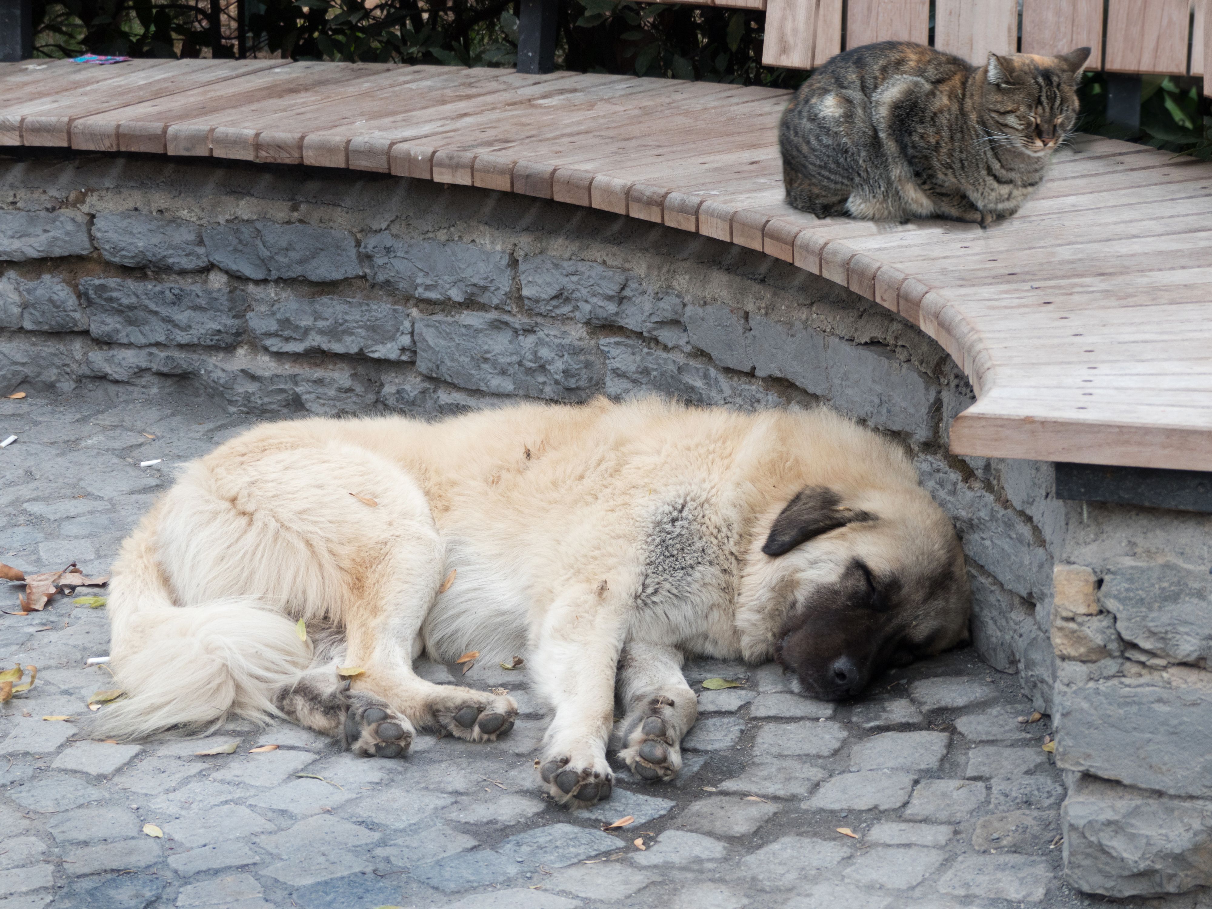 P1040853 added cat dog.jpg