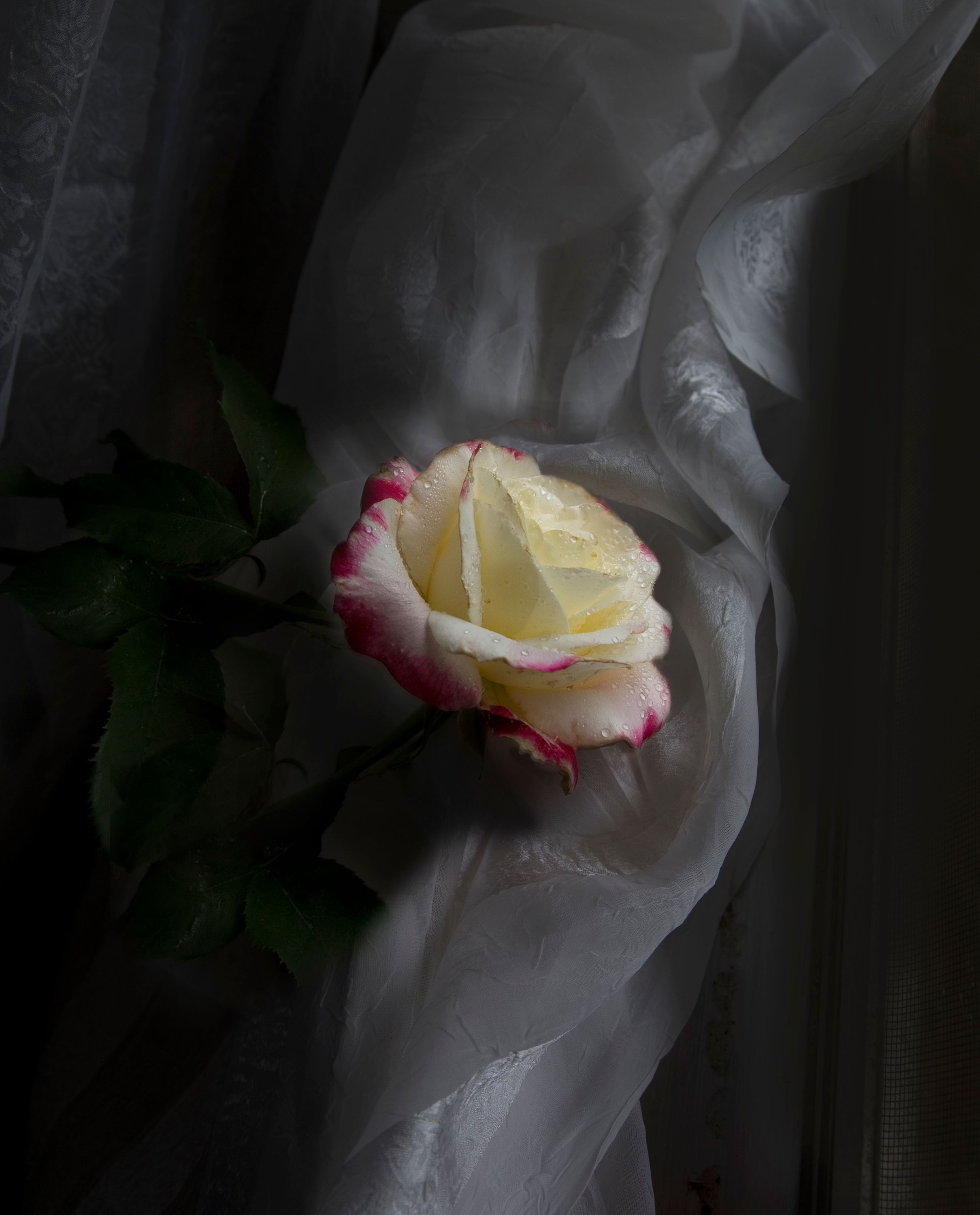 IMG_0250 slanted copy 2.jpg