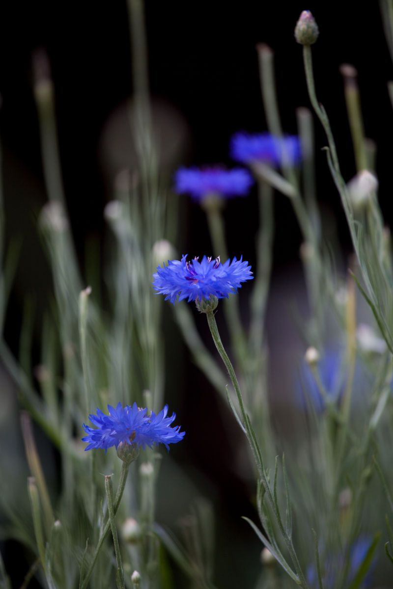 Blue Bachelor Buttons