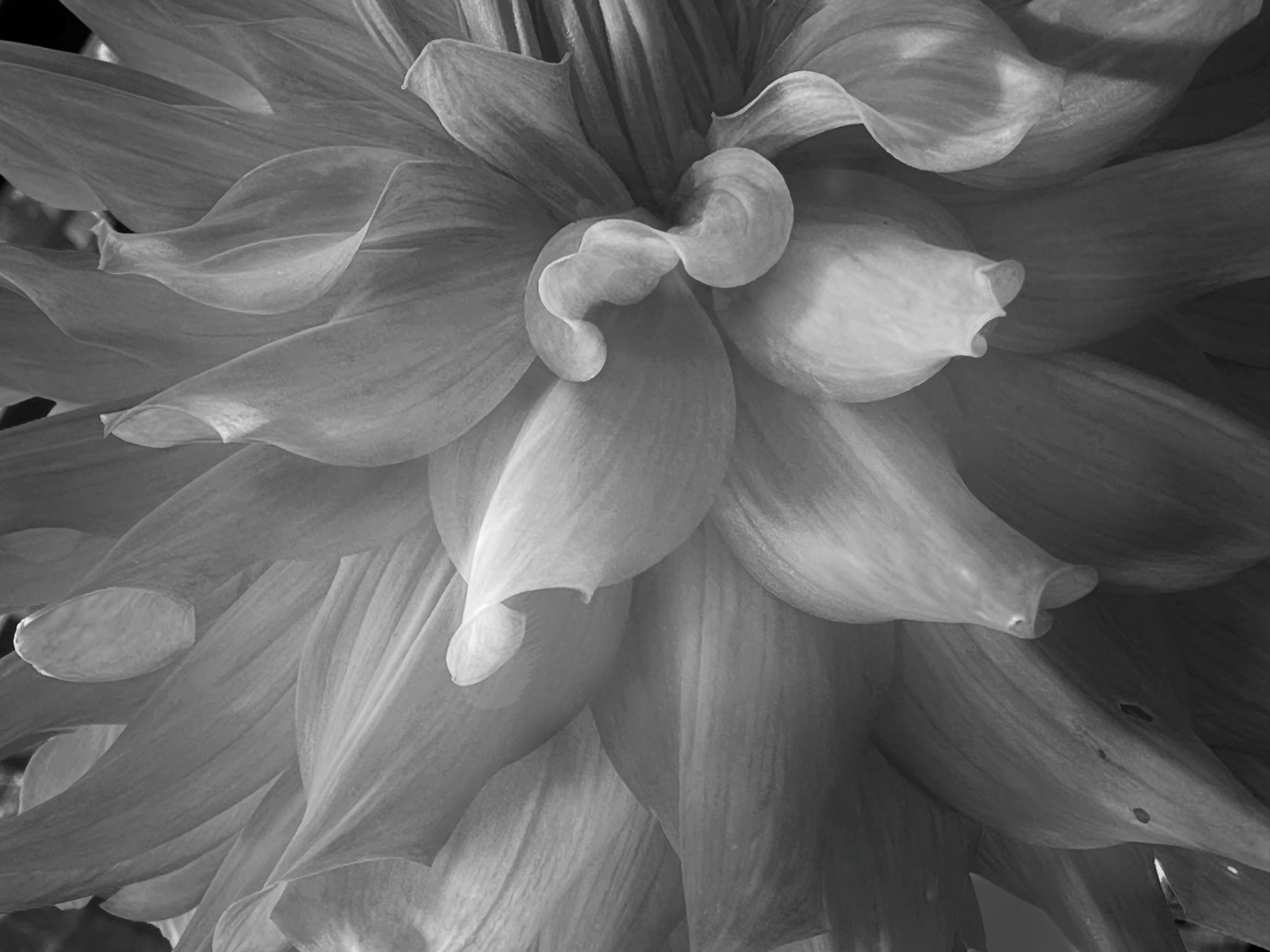 Dahlia Flower in BW