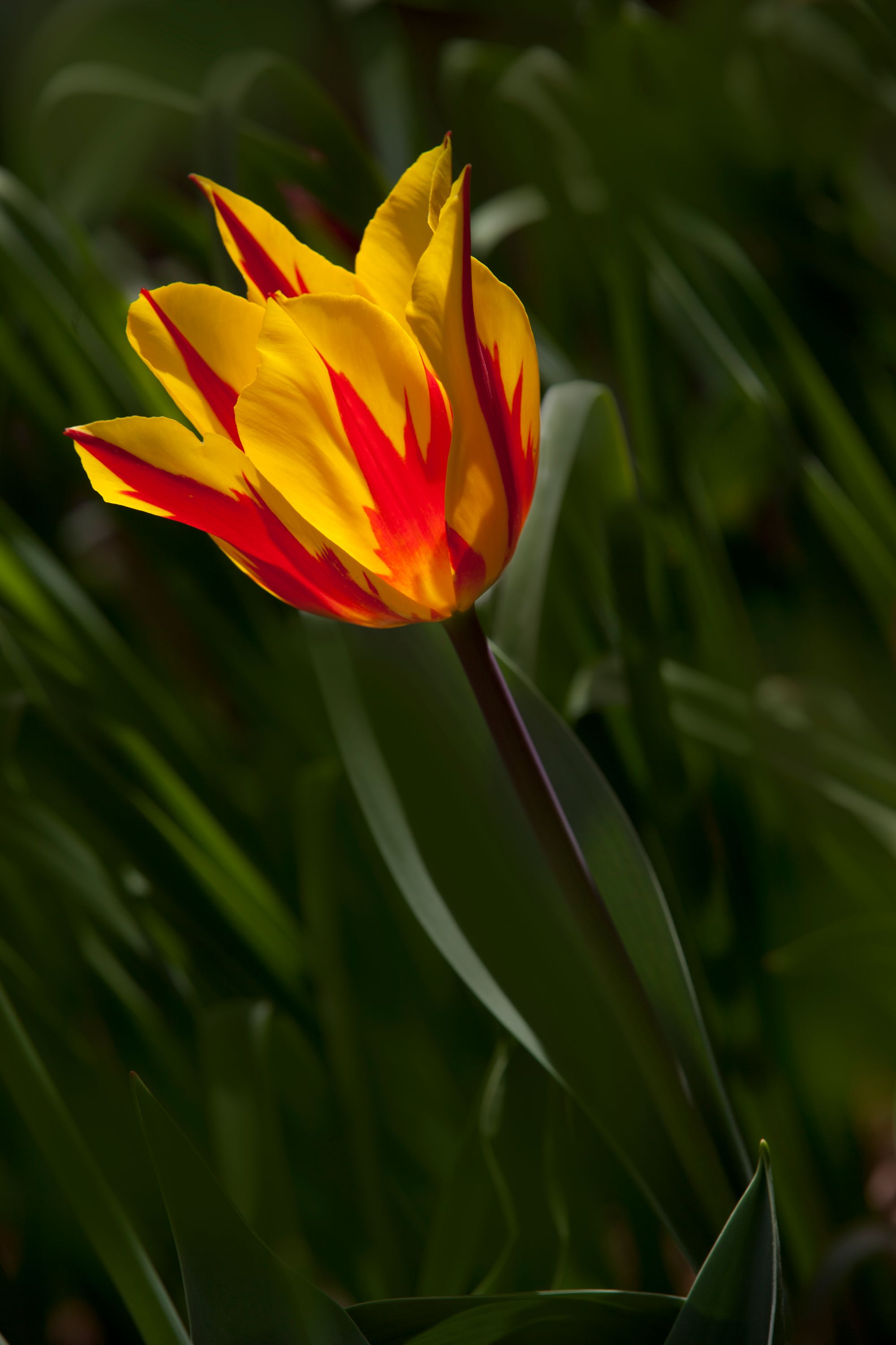 Fire tulip