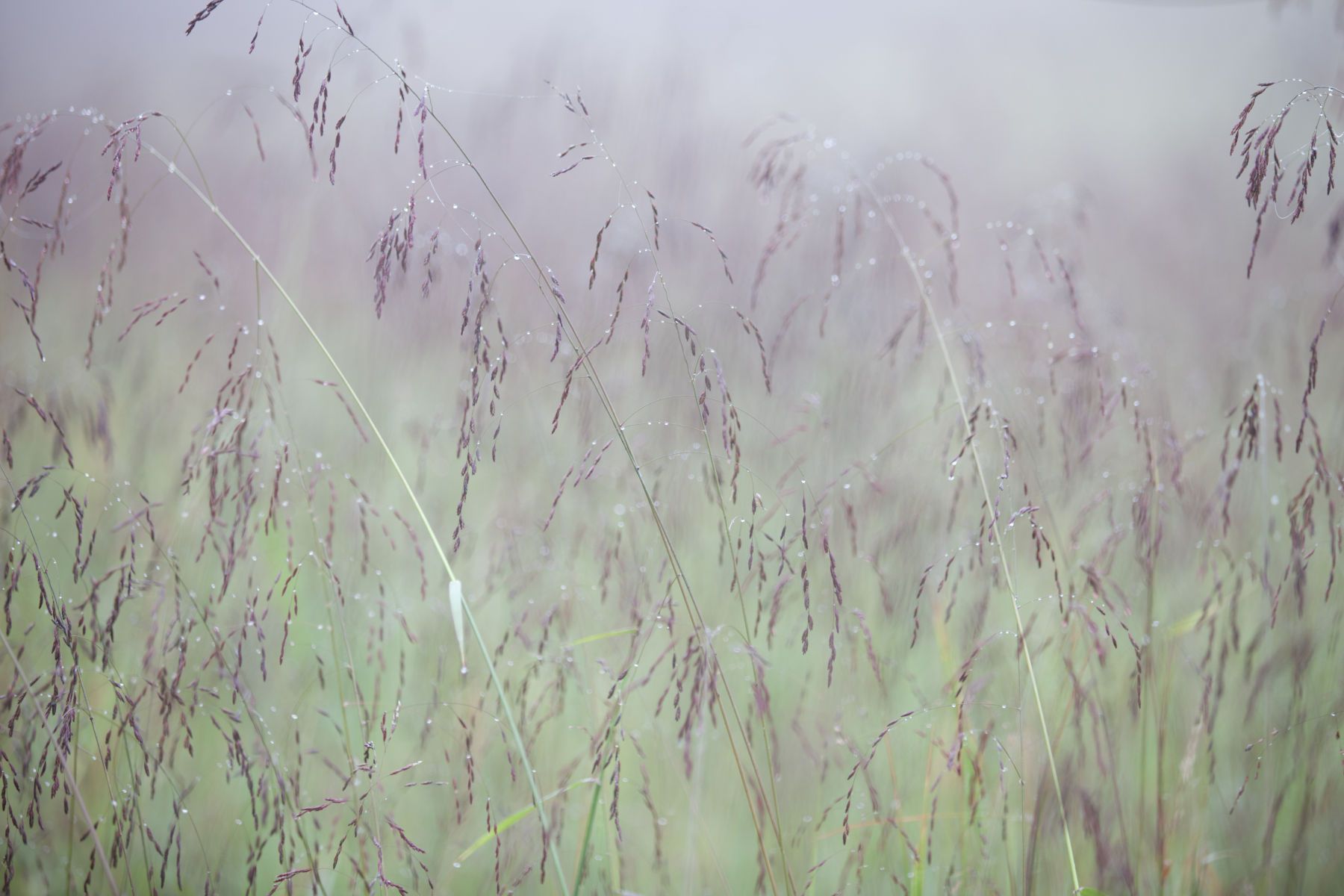 Fields in mist