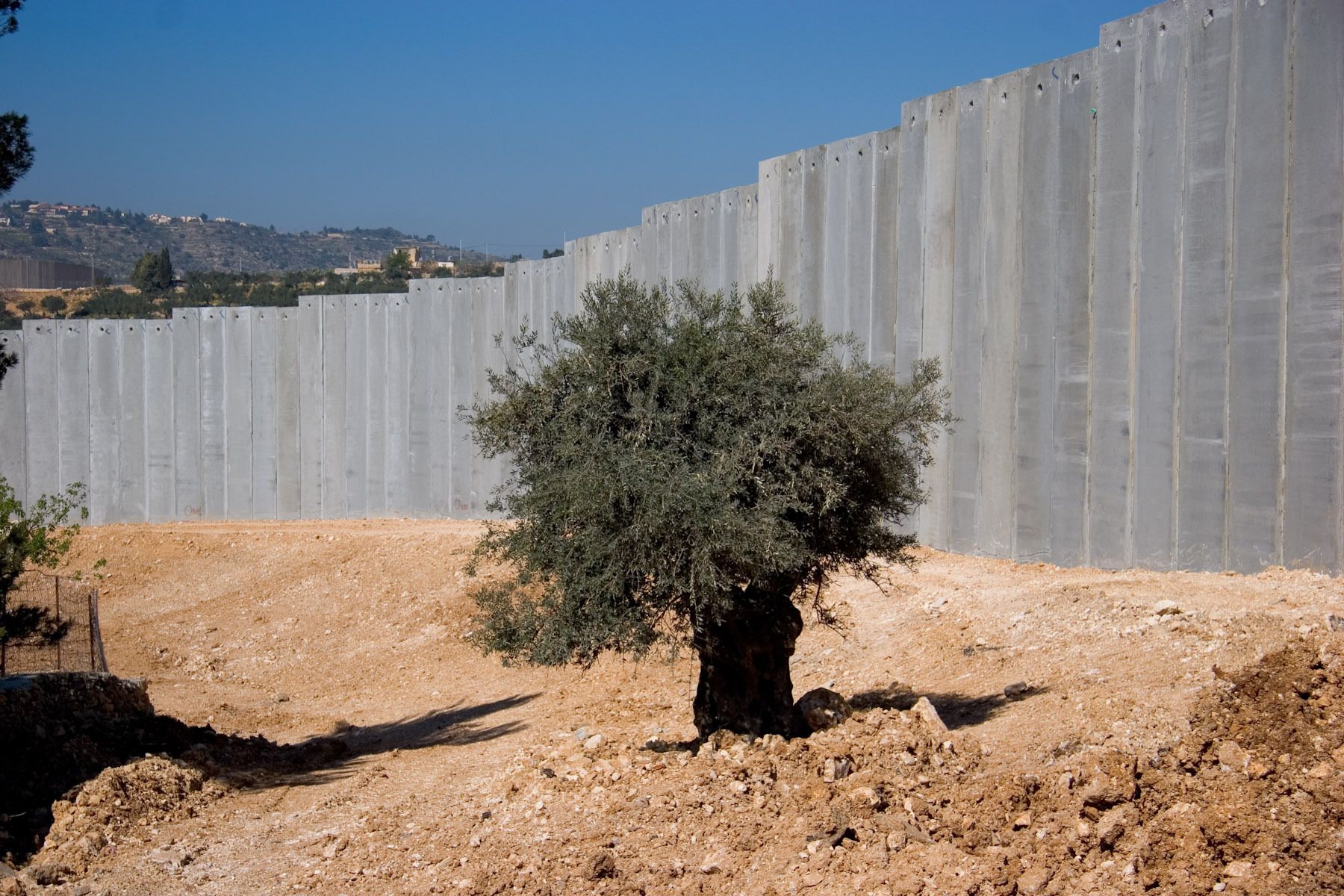 Wall and Olive Tree