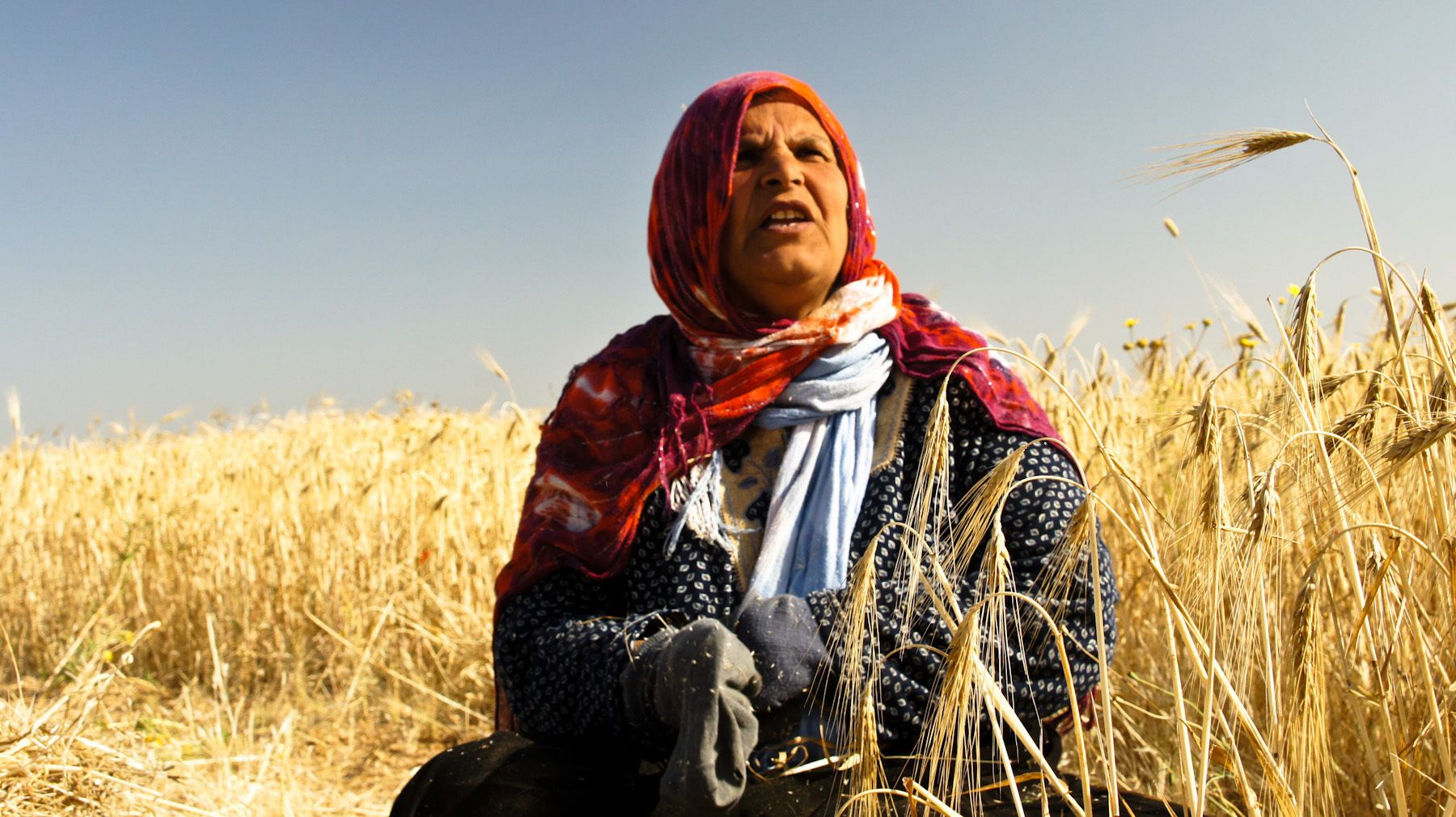 Old Woman in the Fields