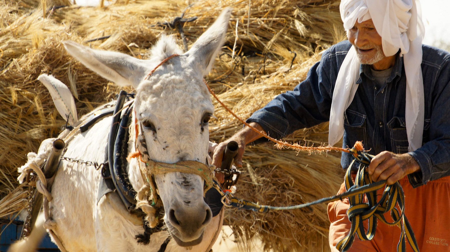Old Man and His Donkey Cart Full of Wheat