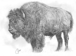 2-buffalo-backround-off--5.jpg