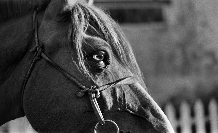 1hannahrose_the_last_nomad_2