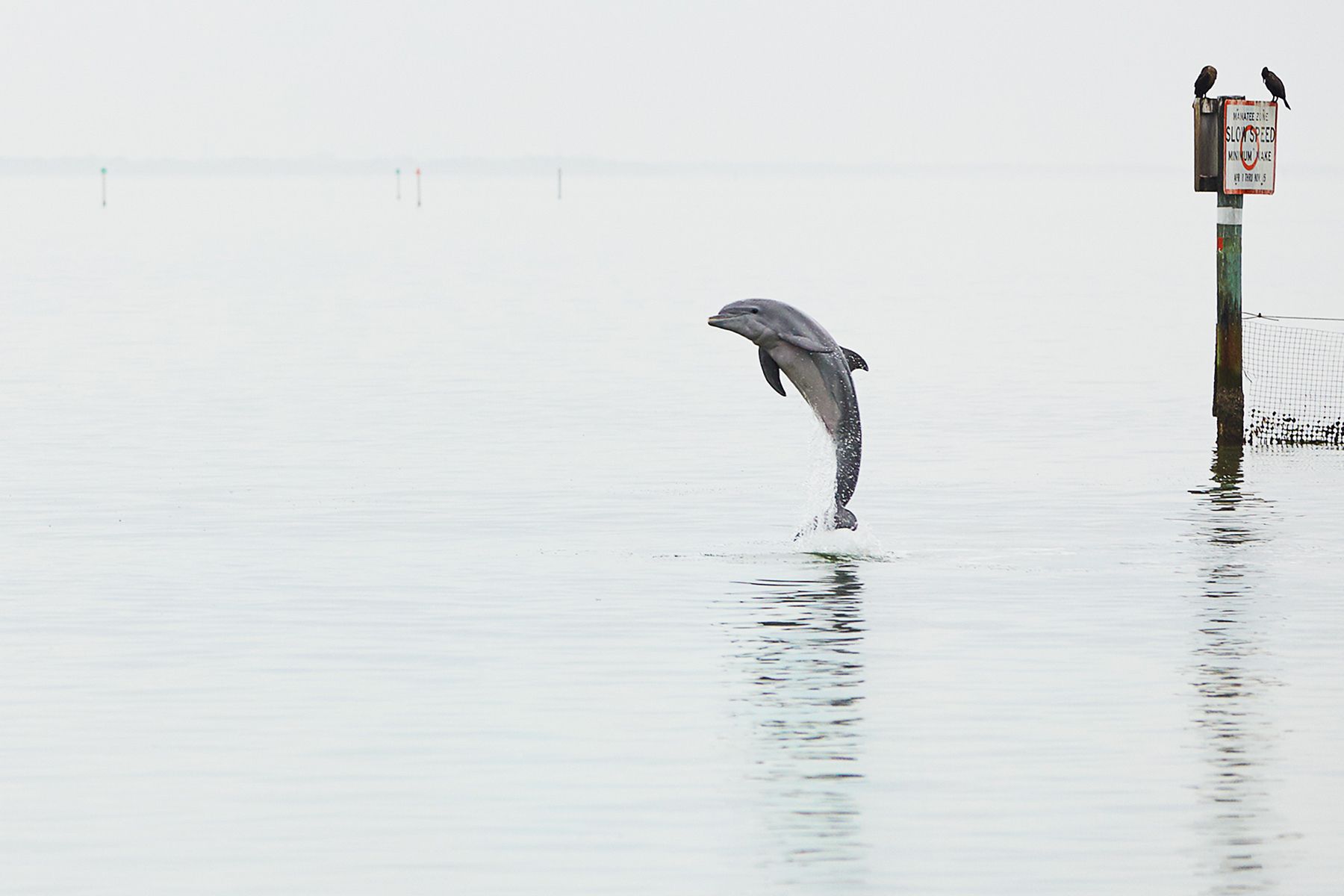 1captiva_flipper_livebooks