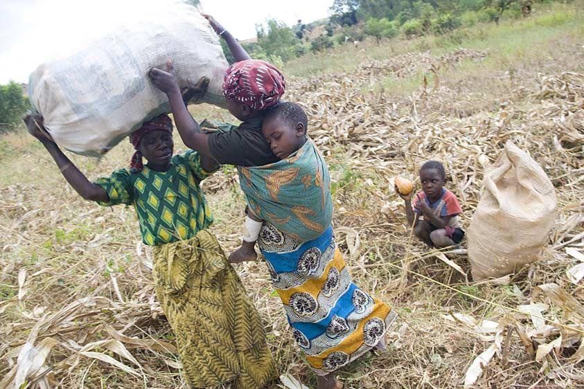 The Namirzi group shares labor in each other's fields as part of their VSL agreement. Teamwork