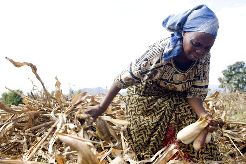 Elise in the fields. Harvest