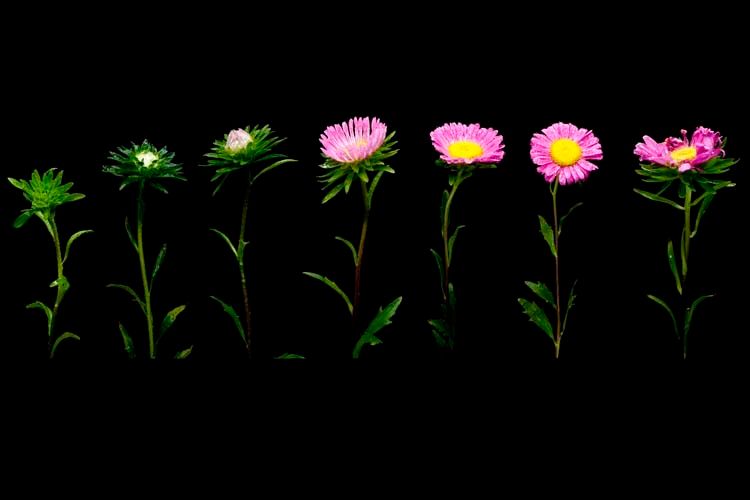1Flower_17