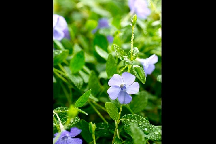 1Flower_22