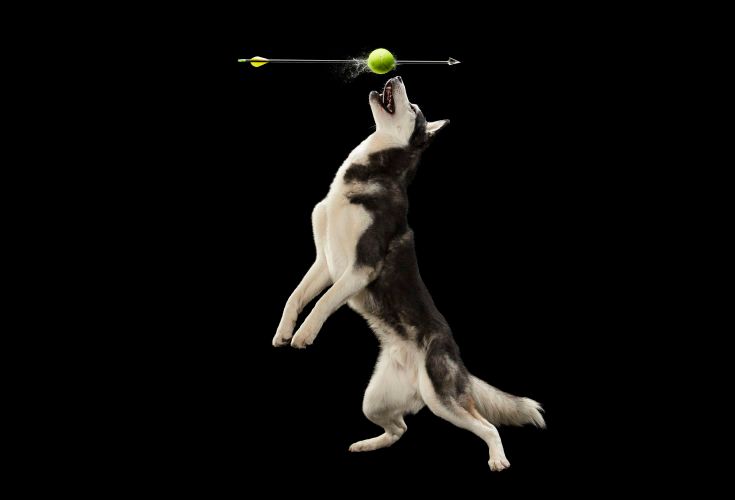 1dog_and_ball4205