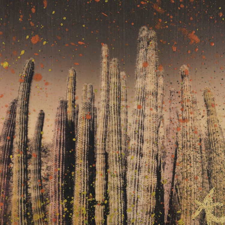 cactus.jpg